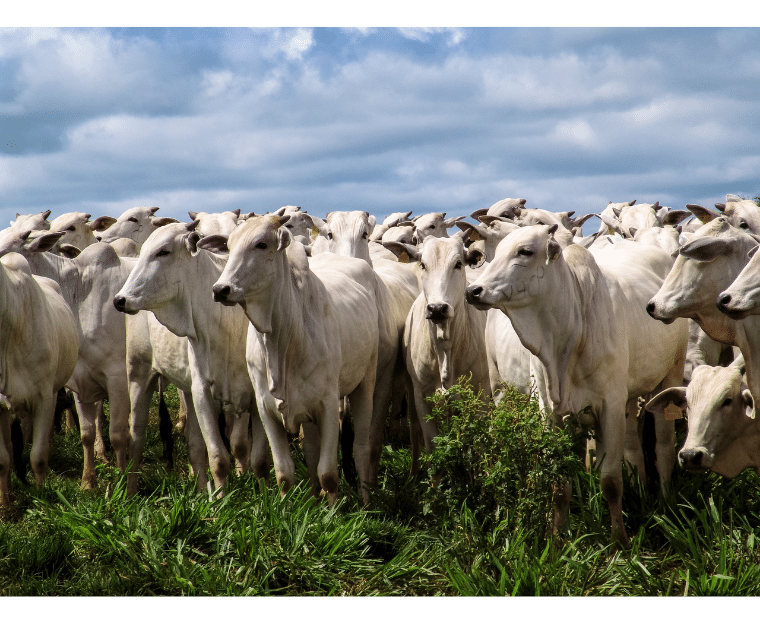 Dairy farm management : Comprehensive Approach